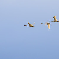 Buy canvas prints of  Three Whooper swans by Richard Long