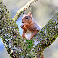 Buy canvas prints of Cute Red Squirrel sitting on branches of a tree by Richard Long