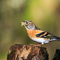 Buy canvas prints of Sunlit male Brambling perched on tree stump by Richard Long