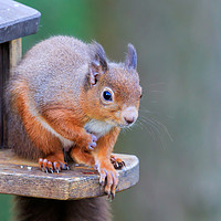 Buy canvas prints of Red Squirrel sitting on feeder box by Richard Long