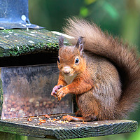 Buy canvas prints of Inquisitive Red Squirrel  by Richard Long