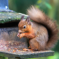 Buy canvas prints of Hungry Red Squirrel  by Richard Long