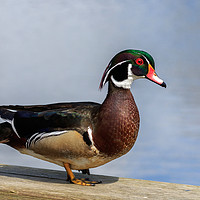 Buy canvas prints of Male Wood Duck at wildlife reserve near Ladner Bri by Richard Long