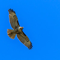 Buy canvas prints of Red-Tailed Hawk near Ladner Vancouver British Colu by Richard Long