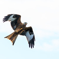 Buy canvas prints of Red Kite ready to pounce by Richard Long