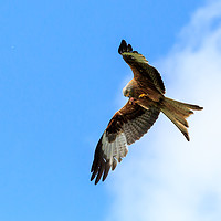 Buy canvas prints of Red Kite poised to pounce by Richard Long