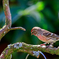 Buy canvas prints of Common Redpoll by Richard Long