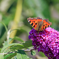 Buy canvas prints of Small Tortoiseshell butterfly by Richard Long
