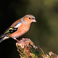 Buy canvas prints of Male Chaffinch by Richard Long