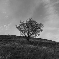 Buy canvas prints of  Lonely Tree by Matthew Robinson
