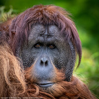 Buy canvas prints of An Orangutan portrait by Phil Reay