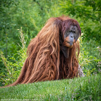 Buy canvas prints of Sumatran Orangutan by Phil Reay