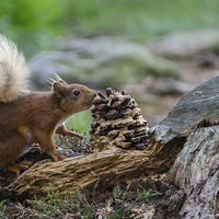 Buy canvas prints of  Red squirrel in the woods by Phil Reay