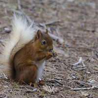 Buy canvas prints of  A red squirrel in the wild by Phil Reay