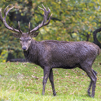 Buy canvas prints of  The magnificent Stag by Phil Reay