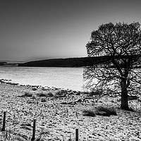 Buy canvas prints of Lone tree by Phil Reay
