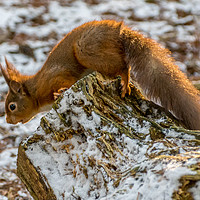 Buy canvas prints of A surprised red squirrel by Phil Reay