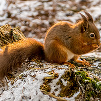 Buy canvas prints of A gorgeous Red squirrel by Phil Reay