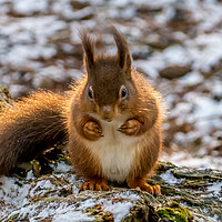 Buy canvas prints of Red squirrel by Phil Reay