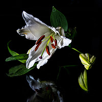Buy canvas prints of A delicate lily by Phil Reay