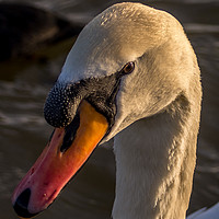 Buy canvas prints of A mute swan by Phil Reay