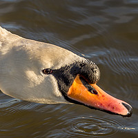 Buy canvas prints of Mute swan  by Phil Reay