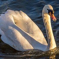 Buy canvas prints of One swan a swimming by Phil Reay