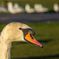 Buy canvas prints of Mute Swan by Phil Reay