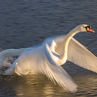 Buy canvas prints of Swans in a flap by Phil Reay