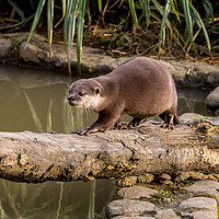 Buy canvas prints of Otter by Phil Reay