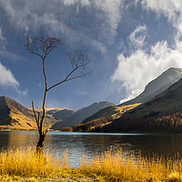Buy canvas prints of The Lone Tree by Phil Reay
