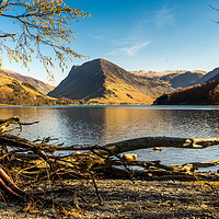 Buy canvas prints of The fallen tree by Phil Reay