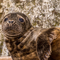 Buy canvas prints of Common seal by Phil Reay