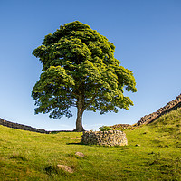 Buy canvas prints of Sycamore Gap by Phil Reay