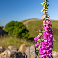 Buy canvas prints of Foxglove on the wall by Phil Reay
