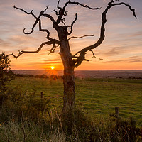 Buy canvas prints of Sunrise at the dead tree by Phil Reay