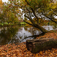 Buy canvas prints of Autumn at Pittville by Phil Reay