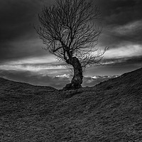 Buy canvas prints of Lone Tree by Phil Reay