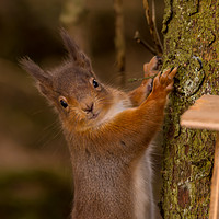 Buy canvas prints of Red Squirrel by Phil Reay