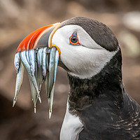 Buy canvas prints of North Atlantic Puffin with sand eels by Phil Reay