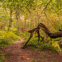 Buy canvas prints of A woodland walk by Phil Reay