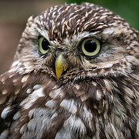 Buy canvas prints of A Little owl by Phil Reay