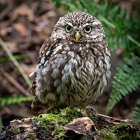 Buy canvas prints of Little Owl by Phil Reay