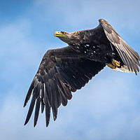 Buy canvas prints of A white tailed Sea Eagle by Phil Reay