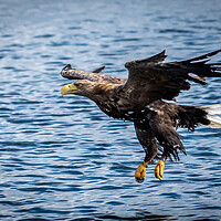 Buy canvas prints of A White Tailed Sea Eagle by Phil Reay