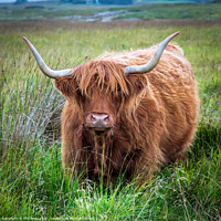 Buy canvas prints of Hairy Coo-Highland Cattle by Phil Reay