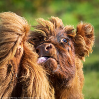 Buy canvas prints of Hairy Coo closeup-funny face by Phil Reay