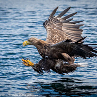 Buy canvas prints of White Tailed Sea Eagle by Phil Reay