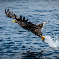 Buy canvas prints of A White Tailed Sea Eagle by Phil Reay