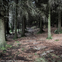 Buy canvas prints of Into the woods.... by Phil Reay